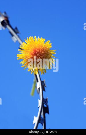 Concetto di libertà. Giallo dente di leone fiore su filo rasoio contro cielo blu Foto Stock