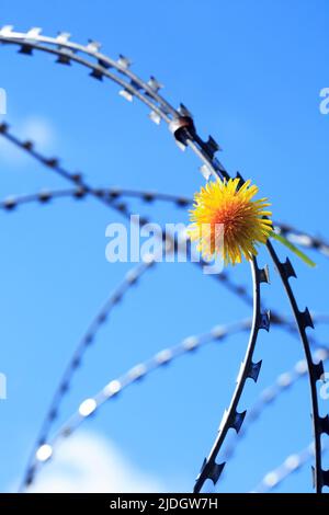 Concetto di libertà. Giallo dente di leone fiore su filo rasoio contro cielo blu Foto Stock