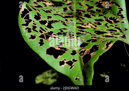 Fuoco selettivo e closeup di foglie di pianta mangiate con danni di insetto e buchi. Concetto di peste agricola. Foto Stock