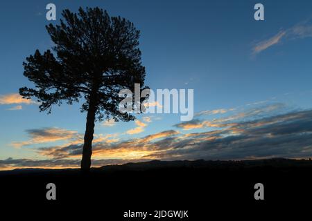 Un pino soleggiato che si staglia su un cielo con nuvole al tramonto Foto Stock