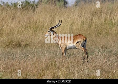 Lechwe rosso maschio a Moremi Botswana Foto Stock