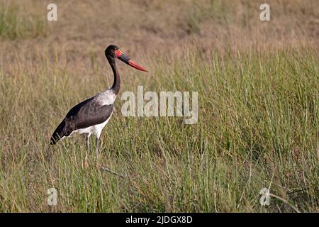 Stork adulto con fatturazione a sella a Moremi Botswana Foto Stock
