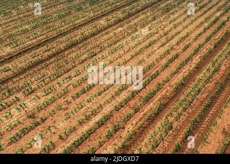 Vista aerea dei germogli di mais in campo agricolo coltivato, drone pov. Concetto di agricoltura e agricoltura. Foto Stock