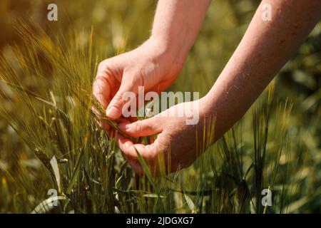 Agronomo che tocca i picchi di orzo non maturo in campo coltivato. Primo piano di mano femminile su piantagione nel concetto di gestione agricola del raccolto. Selettivo Foto Stock