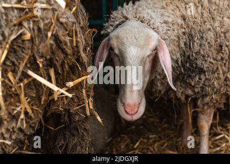 Merinolandschaf o razza Merino di pecora domestica in penna di fattoria. Questa razza è nota anche come Wurttemberger. Messa a fuoco selettiva. Foto Stock