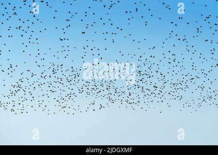 Gregge di uccelli stellati che brulicano al cielo, grande gruppo di animali come modello naturale Foto Stock