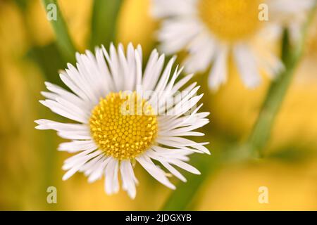 Bella Erigeron fiori annuus, fleabane annuale con teste di fiore bianco e centro giallo, sfondo giallo. Macro scatto di piccolo daisy fleab carino Foto Stock