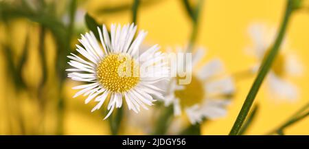 Bella Erigeron fiori annuus, fleabane annuale con teste di fiore bianco e centro giallo, sfondo giallo per banner. Macro scatto di poco carino Foto Stock