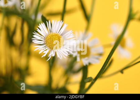 Bella Erigeron fiori annuus, fleabane annuale con teste di fiore bianco e centro giallo, sfondo giallo. Macro scatto di piccolo daisy fleab carino Foto Stock