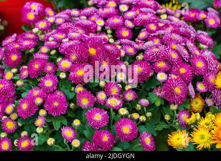 Chrysanthemum Flower.Chrysanthemum viola, sfondo floreale, primo piano Foto Stock