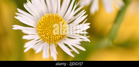 Bella Erigeron fiori annuus, fleabane annuale con teste di fiore bianco e centro giallo, sfondo giallo per banner. Macro scatto di poco carino Foto Stock