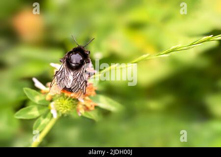 Primo piano di un bumblebee su un fiore di trifoglio in natura contro uno sfondo sfocato. Vista dall'alto. Messa a fuoco selettiva. Spazio di copia. Foto Stock