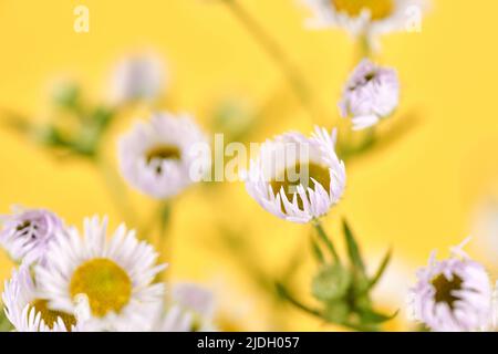 Bella Erigeron fiori annuus, fleabane annuale con teste di fiore bianco e centro giallo, sfondo giallo. Macro scatto di piccolo daisy fleab carino Foto Stock