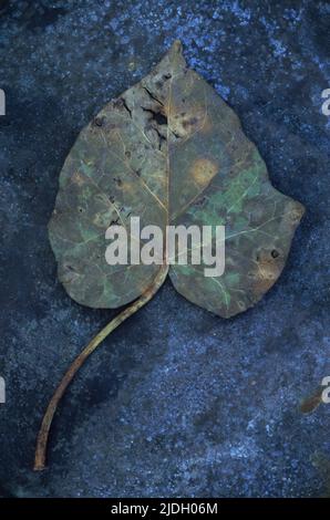 Primo piano di autunno marrone o foglia invernale di Ivy o Hedera Helix giacente su metallo intarsiato Foto Stock