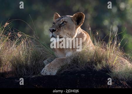 Lioness (Panthera leo) on the Lion Rock, un promontorio che ha ispirato il film "il Re Leone" di Walt Disney, Lualenyi, Tsavo Conservation Area Foto Stock