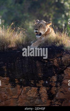 Lioness (Panthera leo) on the Lion Rock, un promontorio che ha ispirato il film "il Re Leone" di Walt Disney, Lualenyi, Tsavo Conservation Area Foto Stock