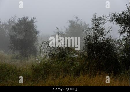 Reti a ragno, Lualenyi, Tsavo Conservation Area, Kenya. Foto Stock