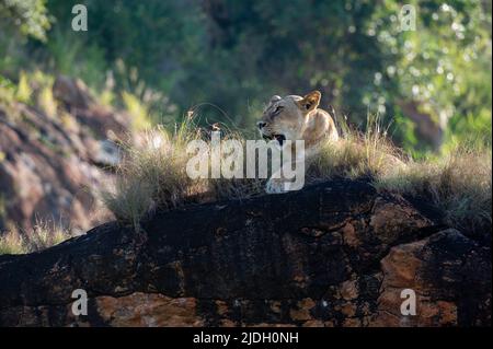 Lioness (Panthera leo) on the Lion Rock, un promontorio che ha ispirato il film "il Re Leone" di Walt Disney, Lualenyi, Tsavo Conservation Area Foto Stock