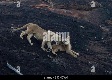 I cuccioli di leone sulla roccia del leone, un promontorio che ha ispirato il film di Walt Disney "il re del leone". Lualenyi, Tsavo Conservation Area, Kenya. Foto Stock