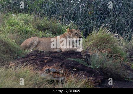 Lioness on the Lion Rock, un promontorio che ha ispirato il film di Walt Disney "il Re Leone". Lualenyi, Tsavo Conservation Area, Kenya. Foto Stock