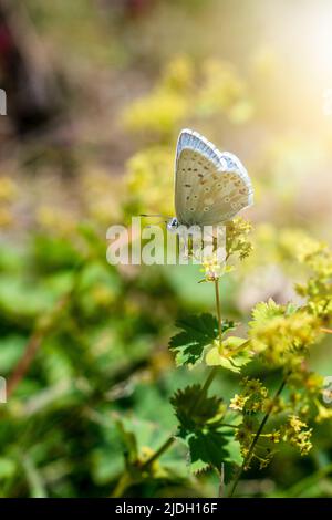 Farfalla in natura selvaggia che si nutrono di una pianta verde. Bellissimo concetto di natura. Foto di alta qualità Foto Stock