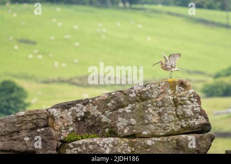 Curlew eurasiatico, o curlew comune Numenius arquata. Un grande uccello di guado europeo sulle Staffordshire Moorlands, Peak District National Park, Regno Unito in su Foto Stock