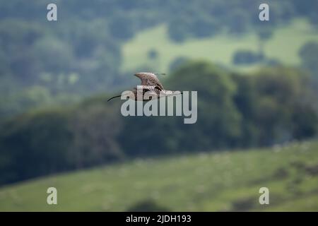 Curlew eurasiatico, o curlew comune Numenius arquata. Un grande uccello di guado europeo sulle Staffordshire Moorlands, Peak District National Park, Regno Unito in su Foto Stock