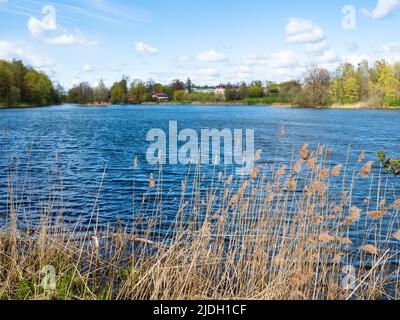 Erba secca sulla riva del lago nel parco Priory nella città di Gatchina, Russia in primavera Foto Stock