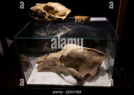 Cranio di un orso della grotta e di un orso bruno europeo (Ursus arctos), Grotta di Krizna Jama, Grotta della Croce, Grahovo, Slovenia. Foto Stock