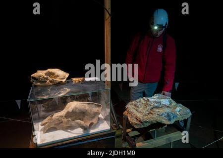 Cranio di un orso della grotta e di un orso bruno europeo (Ursus arctos), Grotta di Krizna Jama, Grotta della Croce, Grahovo, Slovenia. Foto Stock