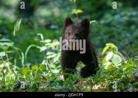 Cucciolo di orso bruno europeo (Ursus arctos), foresta di Notranjska, Slovenia. Foto Stock