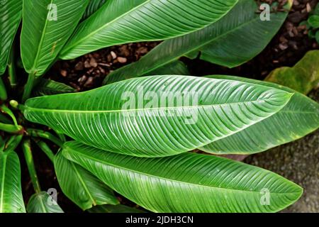 Lunga foglia di pianta tropicale 'Philodendron Wendlandi' Foto Stock