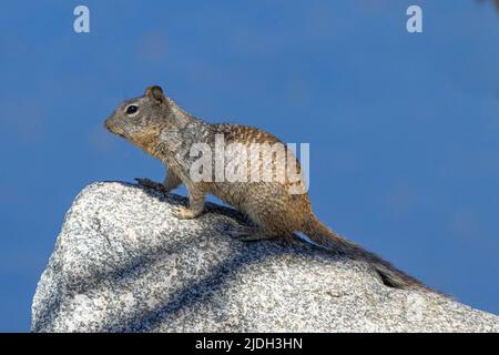Scoiattolo di roccia (Citellus variegatus), si trova su una roccia, Stati Uniti, Arizona, Salt River Foto Stock