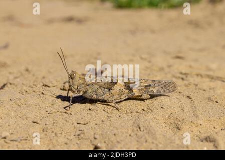 Cavalletta alata pallido (Trimerotropis pallidipennis), su terreno sabbioso, Stati Uniti, Arizona, Salt River Foto Stock