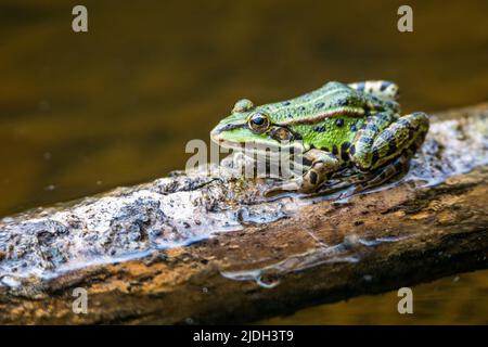 Rana commestibile europea, rana commestibile comune (Rana kl. Esculenta, Rana esculenta, Pelophylax esculentus), seduta su un ramo dell'acqua, vista laterale, Foto Stock