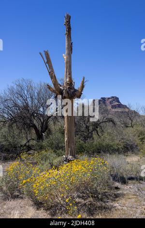 saguaro cactus (Carnegiea gigantea, Cereus giganteus), più di 200 anni di cactus saguaro distrutto da fulmine puntura, USA, Arizona, sonora Foto Stock