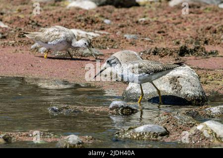 Iellowleg minori (Flavipes di Tringa), foraging sul lungofiume, Stati Uniti, Arizona, fiume di sale Foto Stock