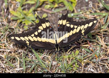 Coda di rondine gigante (cresphontes papilio), bevande dewdrops dall'erba, Stati Uniti, Arizona, sonora Foto Stock