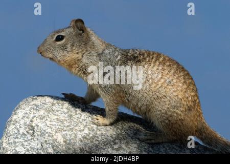 Scoiattolo di roccia (Citellus variegatus), si trova su una roccia, Stati Uniti, Arizona, Salt River Foto Stock