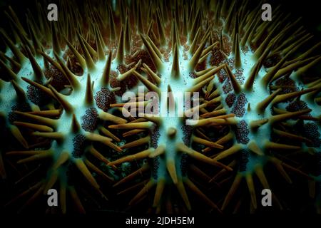 Stelle marine di Acanthaster che strisciano sulla barriera corallina a Nosy Be. Famigerato predatore corallino noto come stella marina della corona di spine, ricoperto da spine velenose. Foto Stock