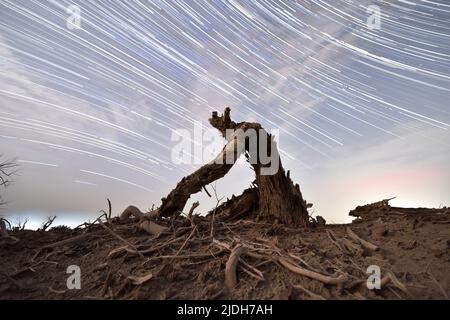 LUNTAI, CINA - 21 GIUGNO 2022 - una millenaria foresta di Populus euphratica è vista in un profondo cielo notturno nella contea di Luntai, nel bacino di Tarim, nel nord-ovest della Cina Foto Stock