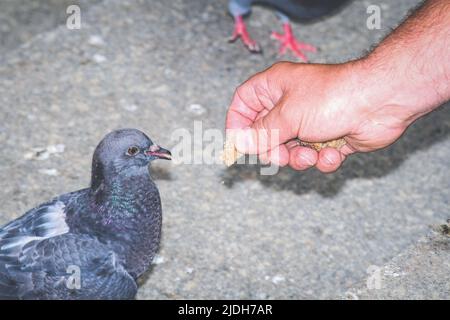 L'uomo sta nutrendo il piccione con il pangrattato, visto solo mano Foto Stock