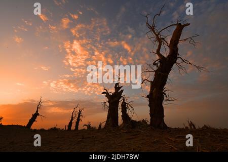 LUNTAI, CINA - 21 GIUGNO 2022 - Foto scattata il 21 giugno 2022 mostra Populus euphratica sotto il bagliore mattutino nella contea di Luntai, nel bacino di Tarim, nello Xinjiang U. Foto Stock