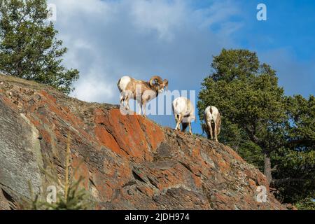 Tre pecore di Bighorn (Ovis canadensis) ariete in piedi sulla scogliera. Foto Stock