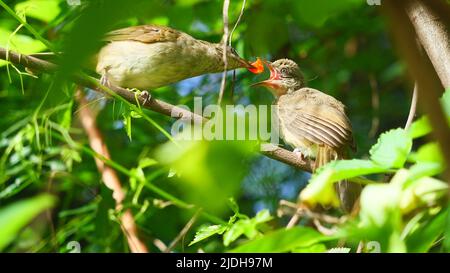L'uccello sta alimentando il cibo nel becco dell'uccello del bambino, Bulbul (Pycnonotus blanfordi) di Streak-eaed sull'albero con le foglie verdi naturali sullo sfondo Foto Stock