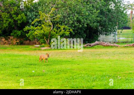 Vista all'alba di uno sciacallo d'oro (Canis aureus) sui prati del Parco Yarkon, Tel-Aviv, Israele Foto Stock