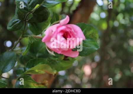 Rose rosa in primo piano. Fotografia della Regina dei Fiori. Un albero cespuglioso con fiori rosa. I Rosebouds sono circondati da foglie verdi. Rose spinose. Foto Stock