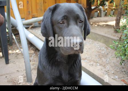 Fotografia di un Labrador Retriever nero. Cucciolo di Labrador in primo piano. Faccia nera del cane, occhi, orecchie, naso, zampe. Animali domestici nel giardino. Fotografia macro. Foto Stock