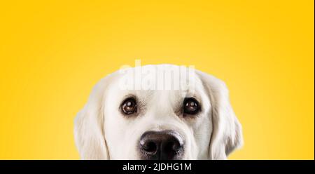 Grazioso cane da recupero dorato con grandi occhi scuri che sbuccia e guarda la fotocamera su sfondo giallo studio, spazio copia Foto Stock