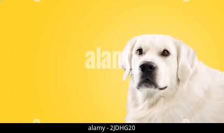 Ritratto di cane adulto Golden Retriever isolato su sfondo giallo studio, guardando la macchina fotografica, panorama con spazio libero Foto Stock